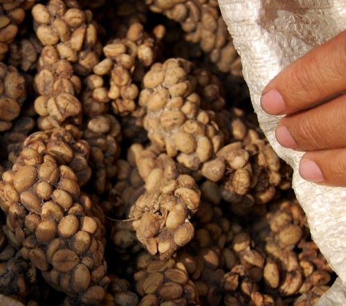 Coffee beans in civet poop