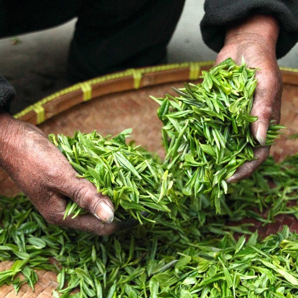 Tea is Camellia sinensis.