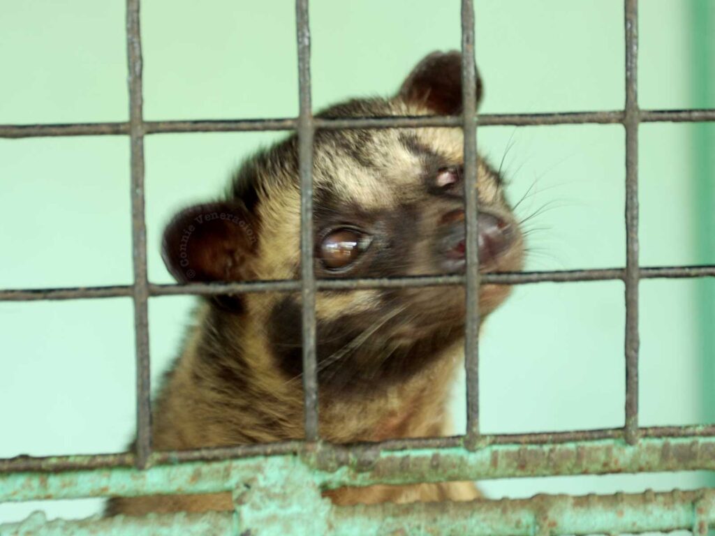 Asian palm civet in Albay, the Philippines