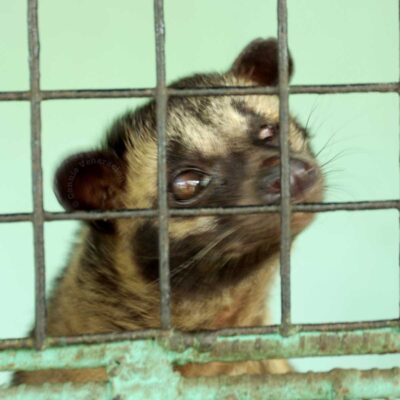 Asian palm civet in Albay, the Philippines