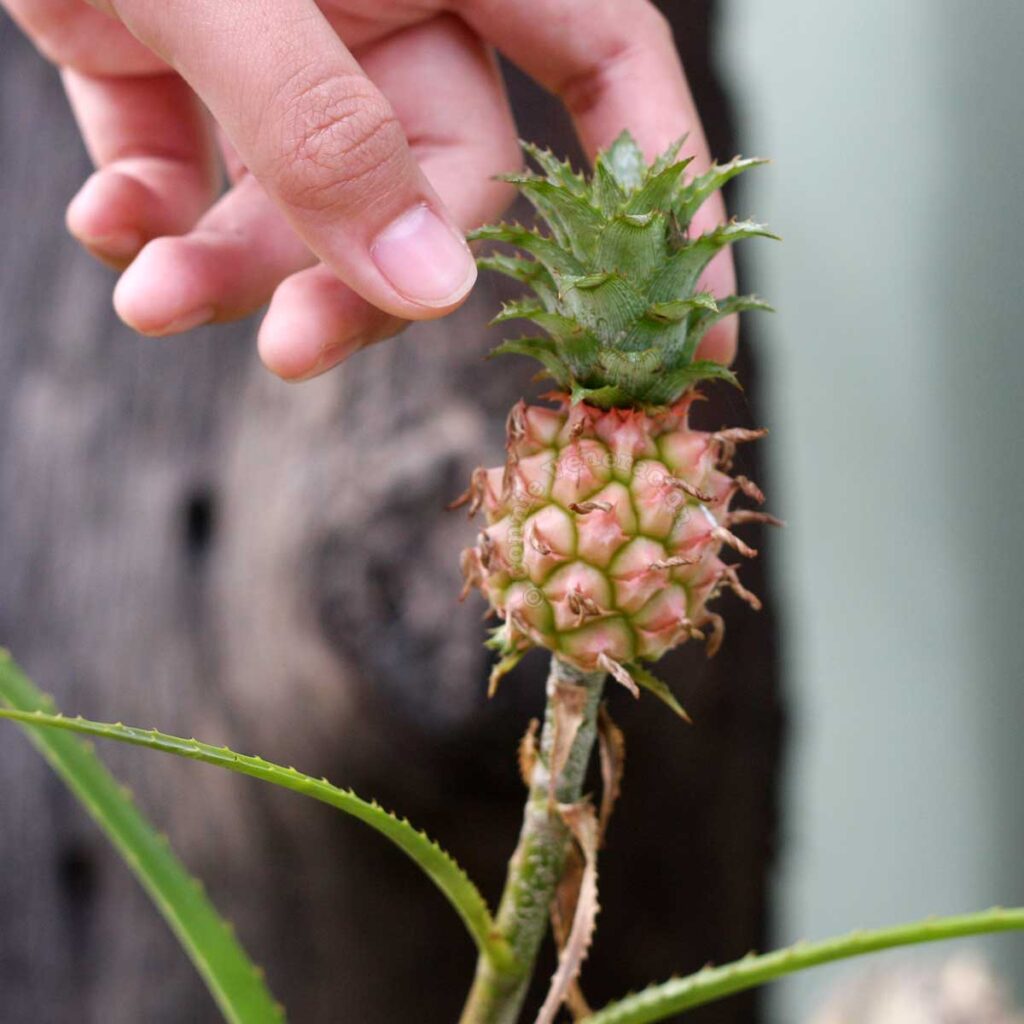 Baby pineapple